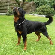 Rottweiler !!' Kenzo '!!