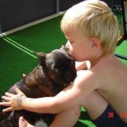 Fransk bulldog Sofie