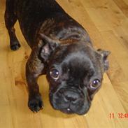 Fransk bulldog Sofie