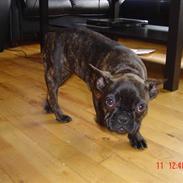 Fransk bulldog Sofie