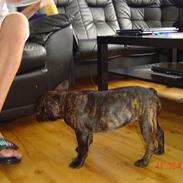 Fransk bulldog Sofie