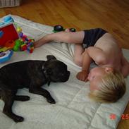 Fransk bulldog Sofie