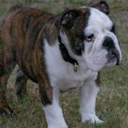 Engelsk bulldog Kenzo Alias Chefen