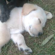 Labrador retriever *Perle*