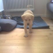 Labrador retriever *Perle*