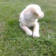 Labrador retriever *Perle*