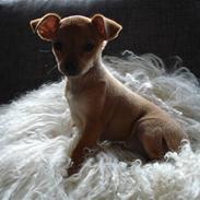 Blanding af racer Balina