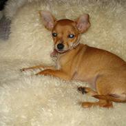 Blanding af racer Balina