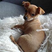 Blanding af racer Balina