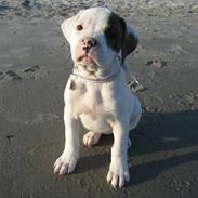 Amerikansk bulldog Coco Flirt