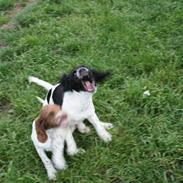 Field Trial spaniel Felix