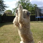 Irish softcoated wheaten terrier Oliver