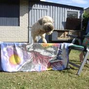 Irish softcoated wheaten terrier Oliver