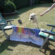 Irish softcoated wheaten terrier Oliver