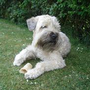 Irish softcoated wheaten terrier Oliver