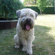 Irish softcoated wheaten terrier Oliver