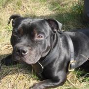 Staffordshire bull terrier ARNE "Attaboy" 