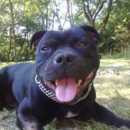 Staffordshire bull terrier ARNE "Attaboy" 