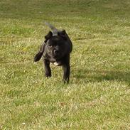 Staffordshire bull terrier ARNE "Attaboy" 