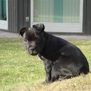 Staffordshire bull terrier ARNE "Attaboy" 