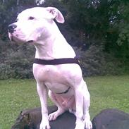 Dogo argentino Dolph