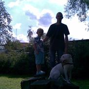 Dogo argentino Dolph