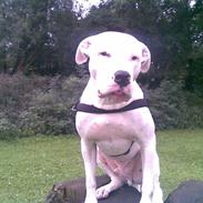 Dogo argentino Dolph