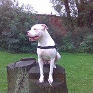 Dogo argentino Dolph