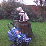 Dogo argentino Dolph