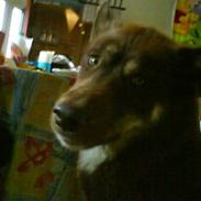 Grønlandshund kalak