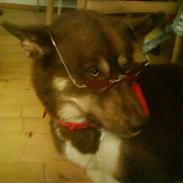 Grønlandshund kalak