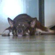 Grønlandshund kalak