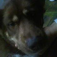 Grønlandshund kalak