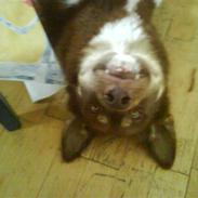 Grønlandshund kalak