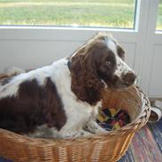 Engelsk springer spaniel frida