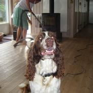 Engelsk springer spaniel frida
