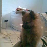 Pomeranian  *Futte* <3