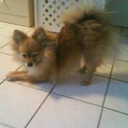Pomeranian  *Futte* <3