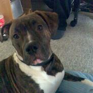 Amerikansk bulldog Mandy (Ko)