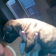 Amerikansk bulldog Mandy (Ko)