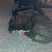 Amerikansk bulldog Mandy (Ko)