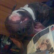 Amerikansk bulldog Mandy (Ko)