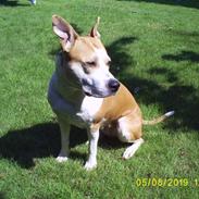 Amerikansk staffordshire terrier Donna