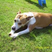 Amerikansk staffordshire terrier Donna