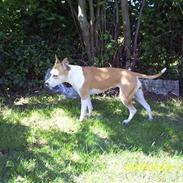 Amerikansk staffordshire terrier Donna