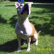 Amerikansk staffordshire terrier Donna