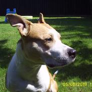 Amerikansk staffordshire terrier Donna