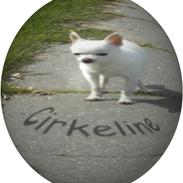 Chihuahua Cirkeline af Birkedal RIP
