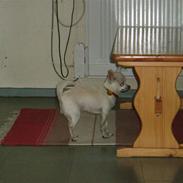 Chihuahua Cirkeline af Birkedal RIP