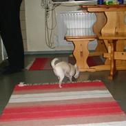 Chihuahua Cirkeline af Birkedal RIP